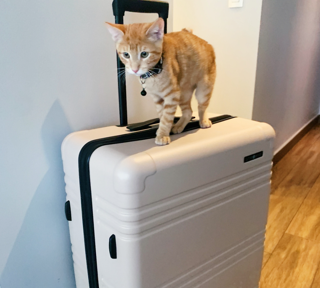 Cómo viajar con mascotas (y no perderse en el intento)