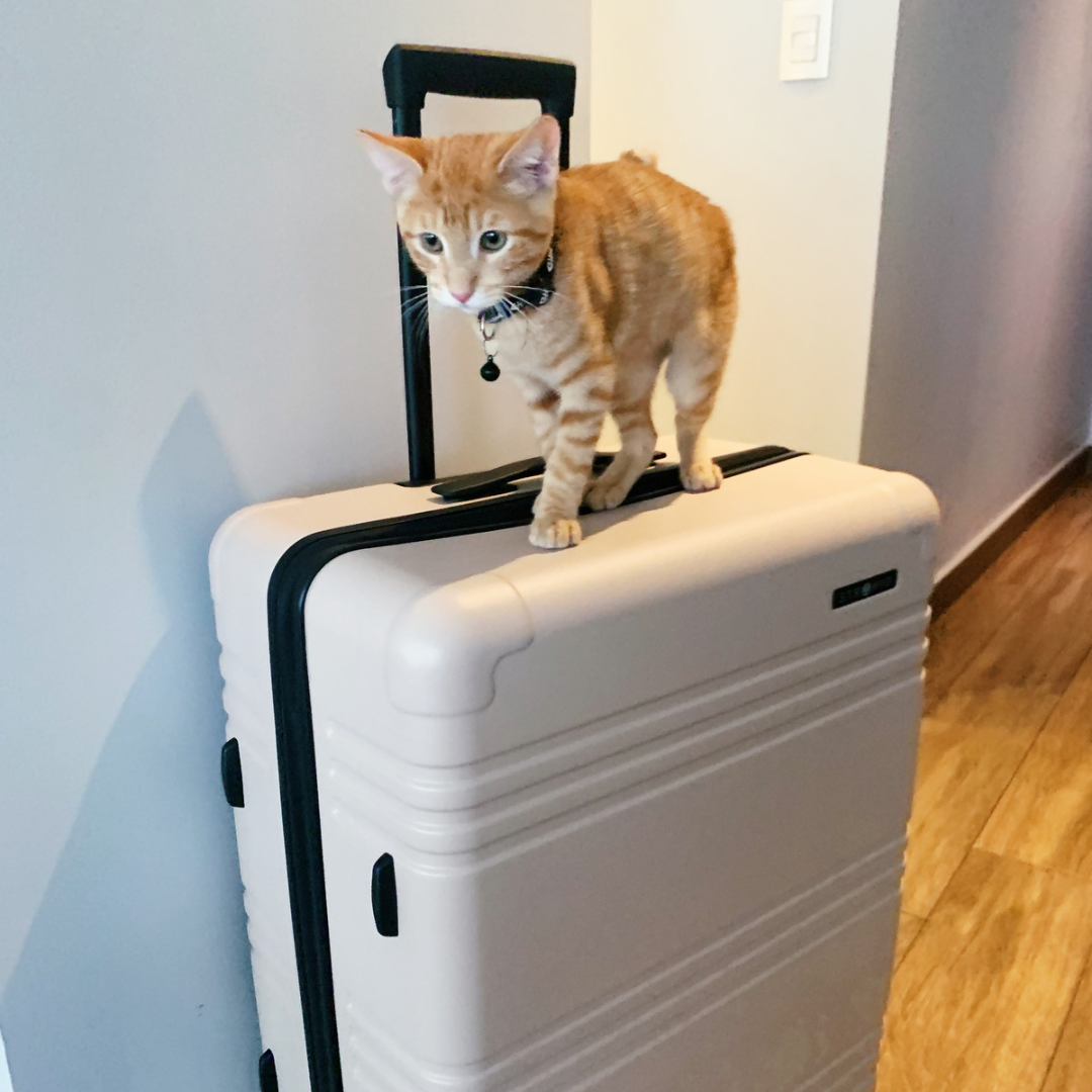 Cómo viajar con mascotas (y no perderse en el intento)